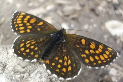 פאזל של Melitaea diamina