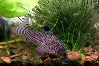 Corydoras julii jigsaw puzzle