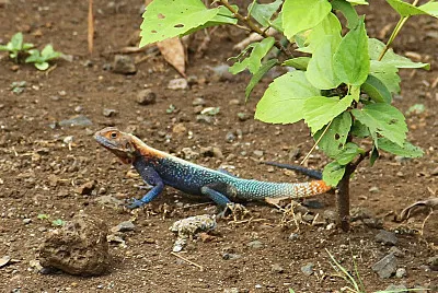 פאזל של Agama lebretoni