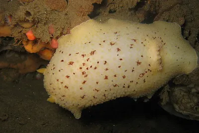 Diaulula nobilis