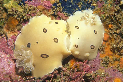 Diaulula sandiegensis