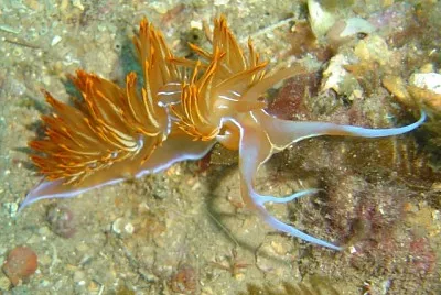 Dondice banylensis