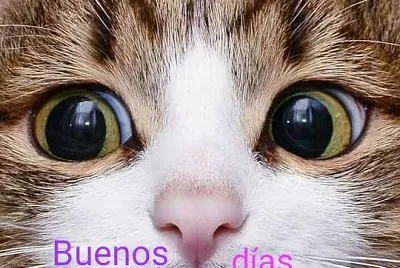 LINDO GATITO