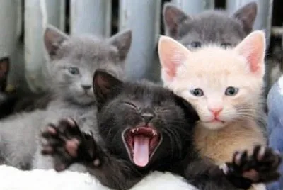 PUSSYCAT