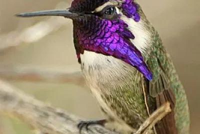 COLIBRI MARRON