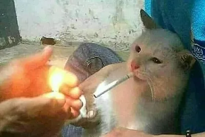פאזל של unu