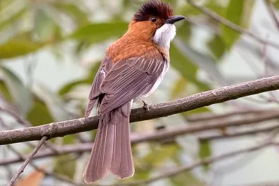 Bulbul castano