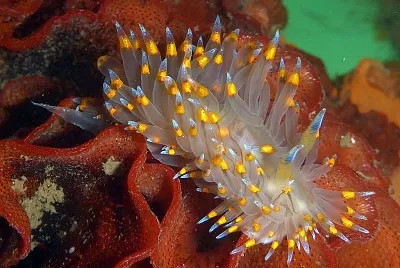 Janolus barbarensis