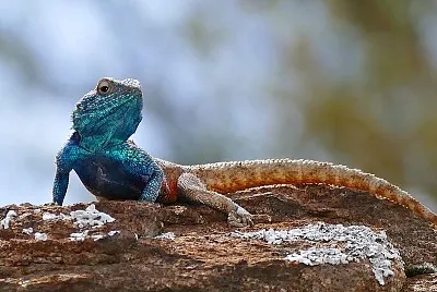 Agama atra