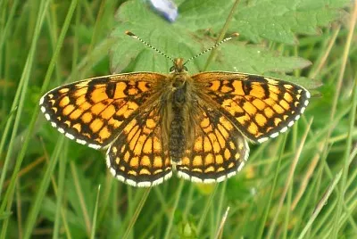 פאזל של Melitaea parthenoides