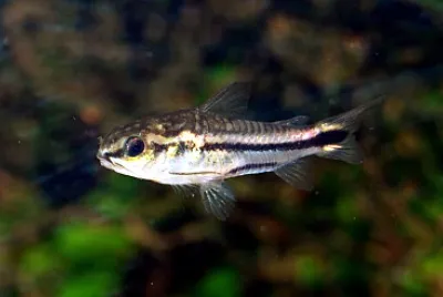 Corydoras pygmaeus jigsaw puzzle