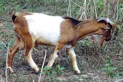 West african dwarf