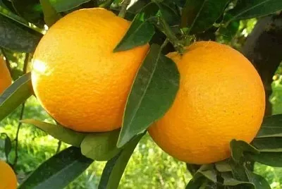 frutas