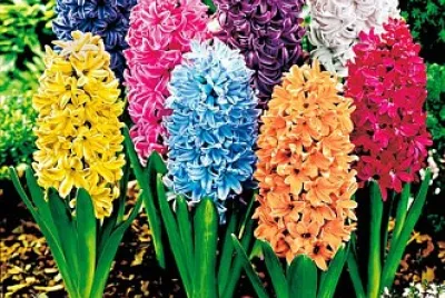 Spring Time jigsaw puzzle