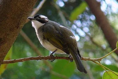 Bulbul cinese
