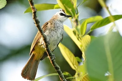 Bulbul coronanera