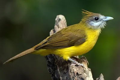 Bulbul golabianca