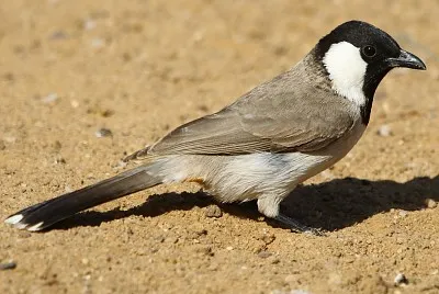 Bulbul guancebianche senza cresta