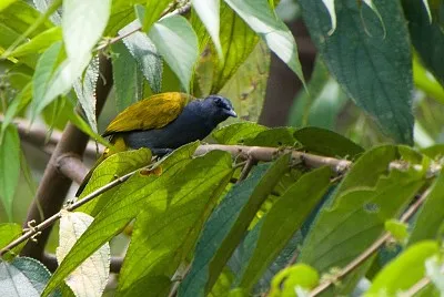 Bulbul ventregrigio