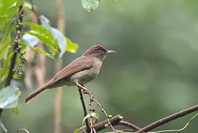 Bulbul ventilato