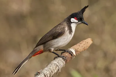 Bulbul dai mustacchi rossi