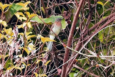 Bulbul delle filippine