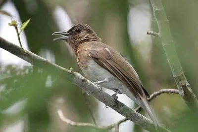 Bulbul di zamboanga