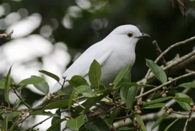 Cotinga bianco