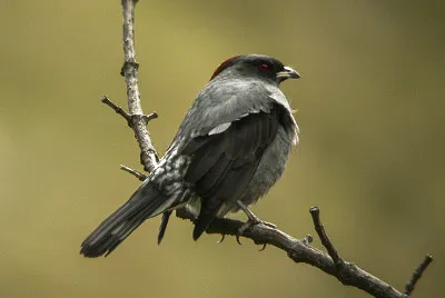 Cotinga crestarossa