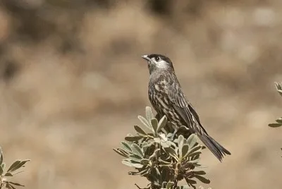 Cotinga guancebianche