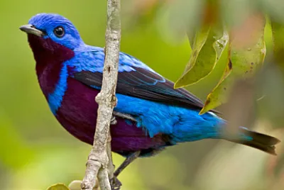 Cotinga maculata