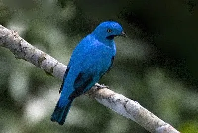 Cotinga maynana