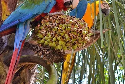 natural