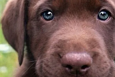 Animales hermosos