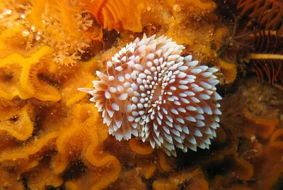 Janolus capensis
