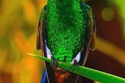 ColibrÃ­ jigsaw puzzle