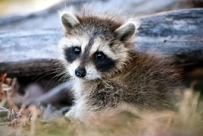 mapaches