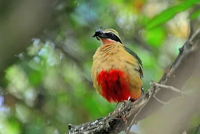 Pitta africana