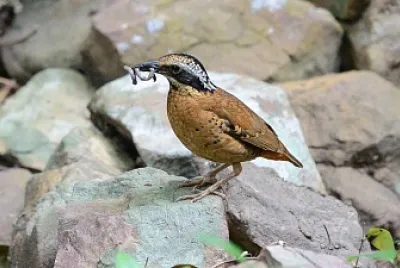 Pitta ornata jigsaw puzzle