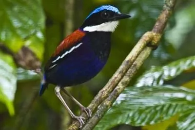 Pitta testazzurra
