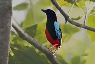 Pitta superba