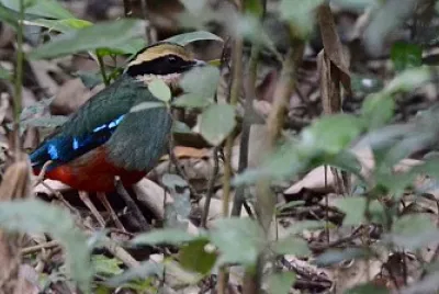 Pitta pettoverde
