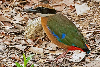 Pitta delle mangrovie