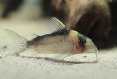 Corydoras imitator jigsaw puzzle