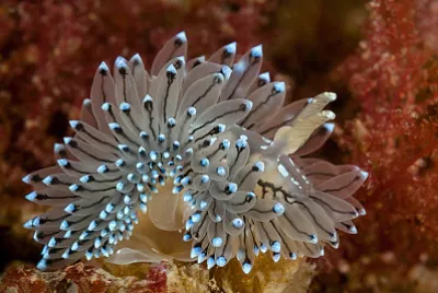 Janolus cristatus
