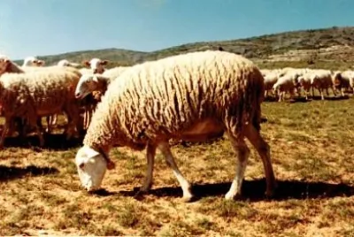 Alcarrena