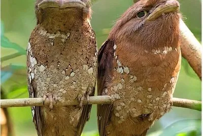 natural