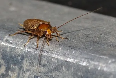 Ectobius pallidus