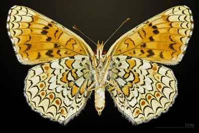 פאזל של Melitaea phoebe