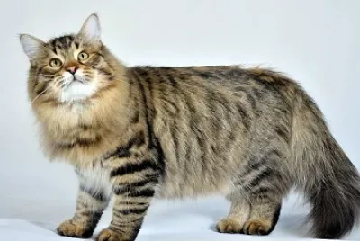 Siberiano tabby jigsaw puzzle